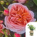 Rose Charles' Rose 4L Pot GW