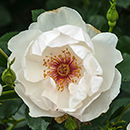 Rose Jacqueline du Pre 4L Pot GW