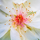 Rose Jacqueline du Pre 4L Pot GW