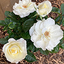 Rose Jacqueline du Pre 4L Pot GW
