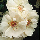 Rose Patrick's Rose 4L Pot GW