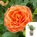 Rose Fab at 50 4L pot GW