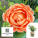 Rose Jane Austen 4L pot C GW