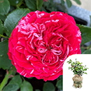 Rose Konstantina Freska 4L pot GW
