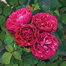 Rose Konstantina Freska 4L pot GW