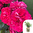Rose Andrew's Rose 4L Pot GW