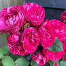 Rose Andrew's Rose 4L Pot GW