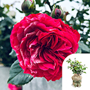 Rose Duke of Edinburgh 4L Pot GW