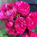 Rose Duke of Edinburgh 4L Pot GW