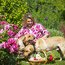 Rose Lady Carnarvon 4L Pot GW