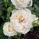 Rose Lady Carnarvon 4L Pot GW