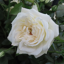 Rose Lady Carnarvon 4L Pot GW