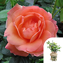 Rose Lady Marmalade 4L pot GW