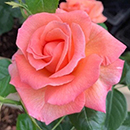 Rose Lady Marmalade 4L pot GW