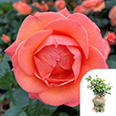 Rose Brenda's Rose 4L Pot GW