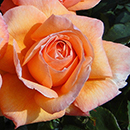 Rose Brenda's Rose 4L Pot GW