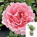 Rose Ask Maureen 4L pot GW