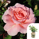 Rose L'Aimant 4L pot GW