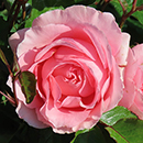 Rose L'Aimant 4L pot GW
