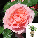 Rose The Princess Bella 4L pot GW