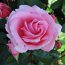 Rose The Princess Bella 4L pot GW