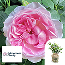 Rose The Menopause Charity 4L pot C GW
