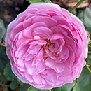 Rose The Menopause Charity 4L pot C GW