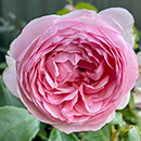 Rose The Menopause Charity 4L pot C GW