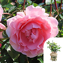 Rose Kathleen's Rose 4L Pot GW