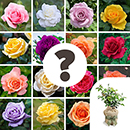 Rose Nurseryman's Choice 4L Pot GW