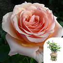 Rose Paul's Rose 4L pot GW