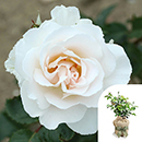 Rose Margaret Merril 4L pot GW