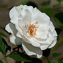 Rose Todd's Rose 4L Pot GW