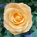 Rose A Faithful Friend 4L pot GW