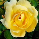 Rose Margarette Golding 4L Pot C GW