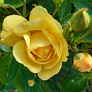 Rose Margarette Golding 4L Pot C GW