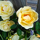 Rose Margarette Golding 4L Pot C GW