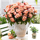 Rose 'Marie Curie' 4L pot GW