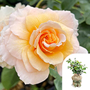 Rose Marjorie Marshall 4L pot GW