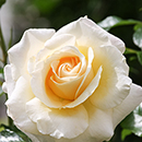 Rose Mary Berry 4L pot GW