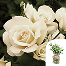 Rose Friendship 4L pot GW