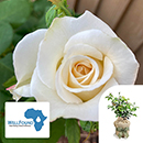 Rose 'WellFound' 4L Pot C GW