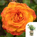 Rose Meteor 4L pot GW