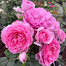 Rose Platinum Jubilee 4L Pot GW