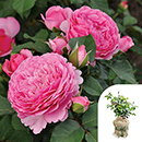 Rose Chris' Rose 4L Pot GW