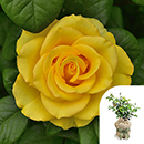 Rose Happy Birthday Yellow 4L pot GW