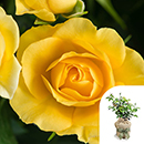 Rose The Brownie 4L pot GW