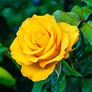 Rose The Brownie 4L pot GW