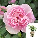 Rose Thank you 4L pot GW