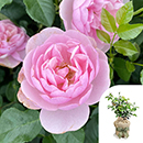 Rose To My Wonderful Wife 4L pot GW